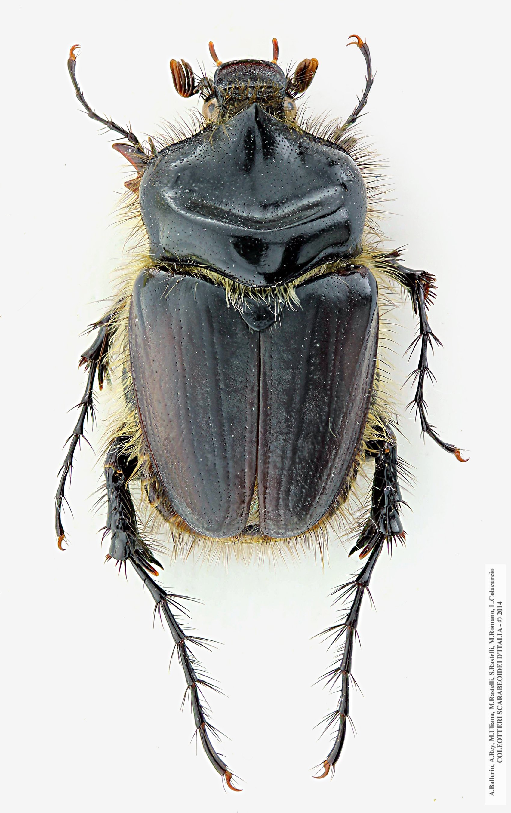 Pachypus caesus, maschio